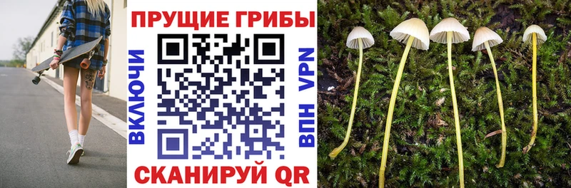 Псилоцибиновые грибы Psilocybine cubensis  цена   Ленинск-Кузнецкий 